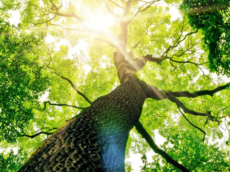 Tree services